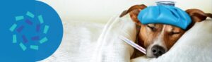 Read more about the article Supporting Your Pharmacy During Respiratory Season
